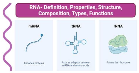 rrna definition science